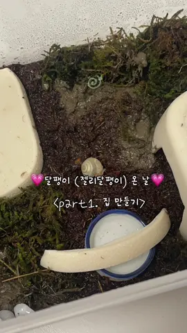 1. 집 만들기💗  #동물계 #관리자님추천뜨게해주세요 #fyp #키우기 #깡 #asmr #택배 #달팽이 #초보 #집사 #달팽이집사 #🐌 #편방 #cozy #snail #unboxing #カタツムリ #蝸牛 #달팽이집사 #케어브이로그 #케어 #젤리 #브이로그 #fyp 