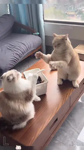 #cat #catsoftiktok #Catsfighting 