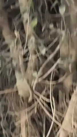 سترگوہ مہ رزہ تہ گلاہ  اوکرہ🥀🌒🤕 #wali_fun #foryou #viral_video #foryoupage 