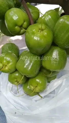 penampakan jambu kiojok yang belum Mateng warnaya begitu memukau.rasa manis nya nendang banget dimusim hujan tetep manis respon cepat Wawa 081-234-609-592