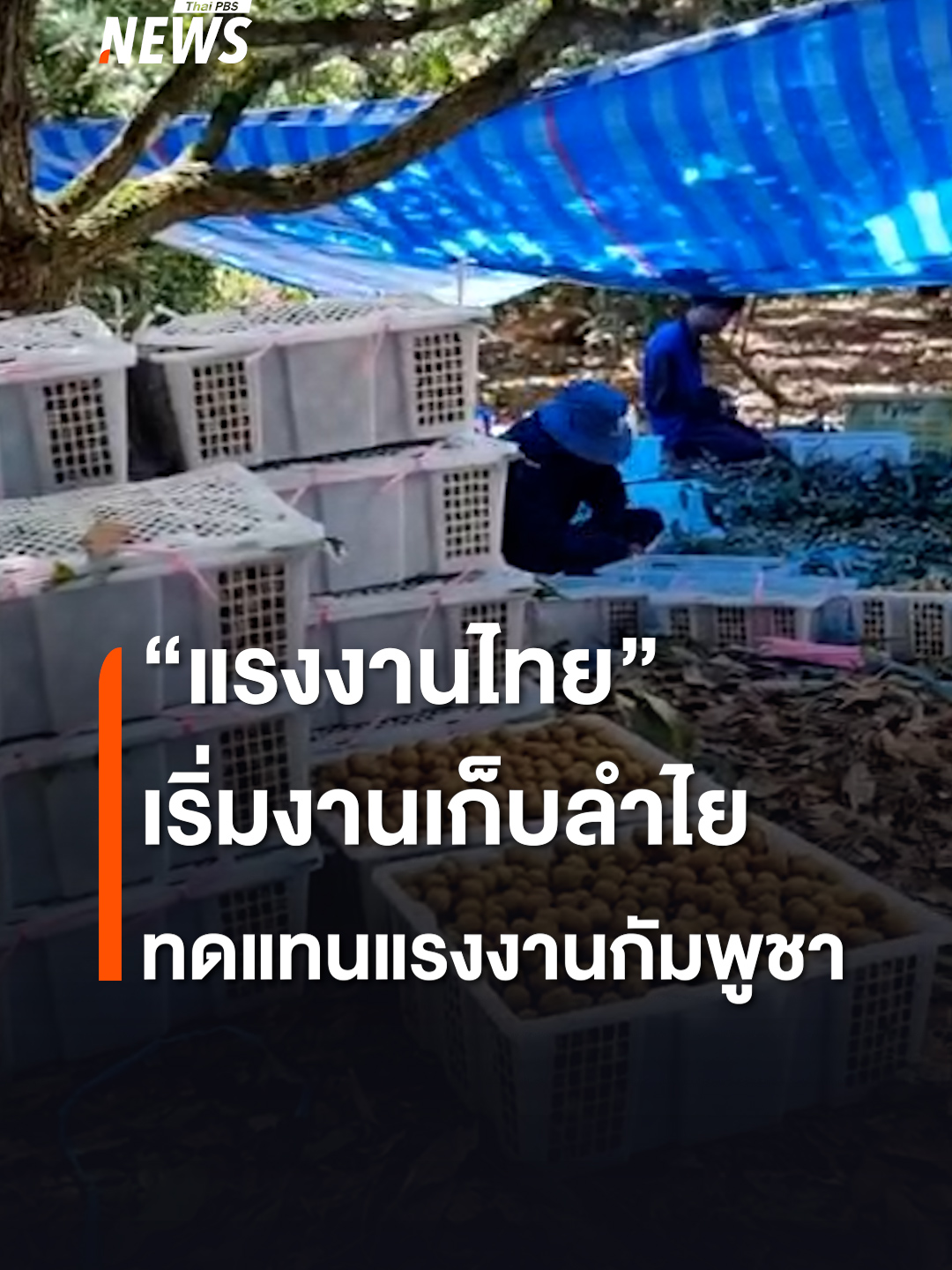 การเดินทางกลับประเทศจำนวนมากของแรงงานกัมพูชา ส่งผลให้แรงงานภาคเกษตรขาดแคลน โดยเฉพาะ จ.จันทบุรี ที่เข้าสู่ฤดูกาลเก็บเกี่ยวลำไย มีการประกาศรับสมัครแรงงานหลายหมื่นอัตรา รายได้เหมาเป็นตะกร้า ตะกร้าละ 45 บาท หรือเฉลี่ยวันละ 500-1,500 บาท โดยมีตัวแทนล้งทำหน้าที่พี่เลี้ยงคอยสอนทักษะต่างๆ #ลําไย #จันทบุรี #แรงงานไทย #แรงงานกัมพูชา #แรงงาน #ฤดูกาลเก็บเกี่ยว #เกษตรกร #ล้ง #ข่าวไทยพีบีเอส #ข่าวที่คุณวางใจ #ThaiPBSnews