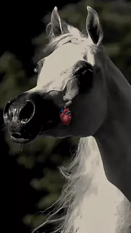 #CapCut #عشق_الخيل_ادمان🐎❤️ 