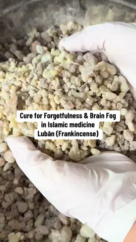 Link in bio to shop our Organic Frankincense — a timeless cure for mind, body, and soul. In Islamic medicine, frankincense (lubān) was praised by Ibn al-Qayyim for its ability to sharpen memory, strengthen the heart, relax the tongue, clear phlegm, and support digestion. He wrote that when chewed alone or with Persian thyme, it improves clarity of mind and speech. It was also traditionally used for respiratory relief, oral health, and calming the nerves. Modern research confirms frankincense is rich in boswellic acids, powerful compounds that help reduce inflammation, support brain health, protect memory pathways, ease joint pain, ease cough and reapirtory health and even promote skin rejuvenation. Studies show it may support immune function, balance mood, and aid in overall wellness perfectly aligning with centuries of prophetic-era wisdom. Experience one of the most powerful remedies from our tradition, sourced pure and organic. Link in bio to shop now. #sunna #islamiceducation #muslimtok #frankincense #memory