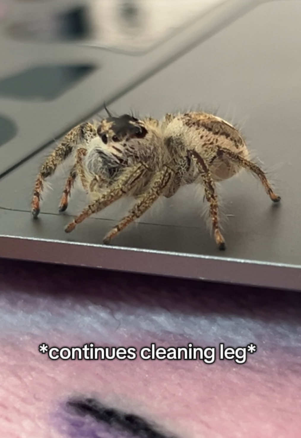 she genuinely reminds me of a baby 😭 #jumpingspiderspet #hylluswalckenaeri #jumpingspidersoftiktok #petspider #jumpingspider 