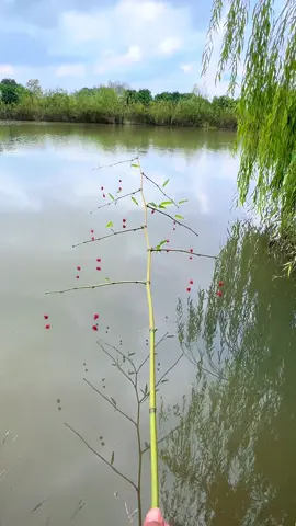 Gạt Cá Ra Mới Múc Được Nước 🤣 #cauca #caudai #câucá #caua #fishing 