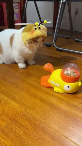 #petcat #toys #cute #funny 