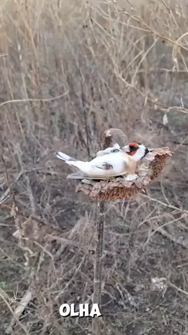 #engajamento #trincaferrodobrasil #naturezaévida #tiktokindia #tiktok 