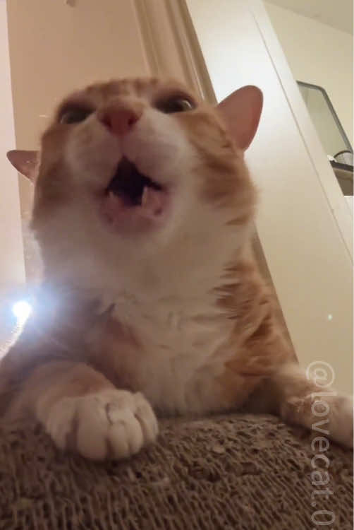 Cat core. 