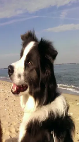 #bordercollie #bordercollies #dog #dogs 