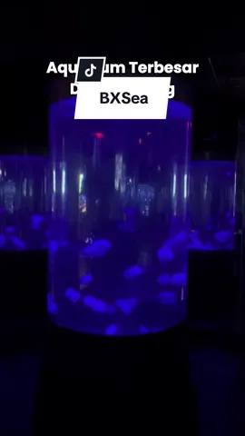Main Ke BXSea Aquarium Terbesar Di Tangerang Biar Lebih Hemat Kalian Bisa Beli Tiketnya Dari Tag Lokasi Di Video Ini. #JelajahHepi 