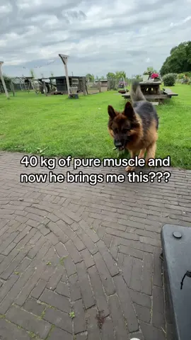 Various sticks brought home by dogs #tiktok #dog #dogsoftiktok #usa🇺🇸 #fypシ゚viral #funnyvideos #dogs 