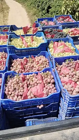 🍇🍇🍇🧿🧿🇹🇷🇹🇷☘️☘️🌹🌹🫒🫒💯💯💯💯. kalite devam  kadıköye ...