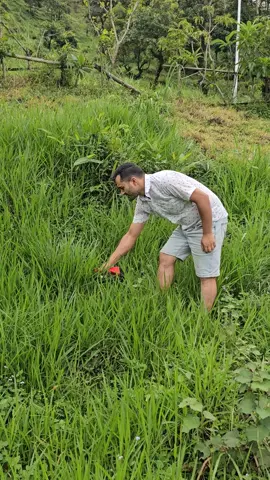 घाँस काट्ने मेसिन 
