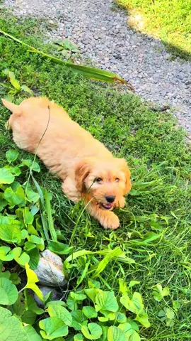 #teddy #dog #hund #seb_shots #puppydog 