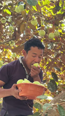 Panen, makan langsung Di atas pohon #buah #fyp #sawomatang #viral 