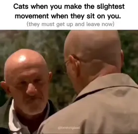 #cats #breakingbadmemes 