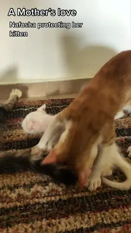 Don’t Mess with My Sibling 😼 #catsoftiktok  #fyp  #foryoupage  #funnycats  #cutecat 