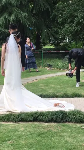 Cats at a Wedding. 💒🥰#tiktok #foryou #kitten #fyp #cats #Love #cat #fypシ #pet 