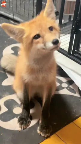 The Clingy Fox: Diary of a Spoiled Fox🦊🦊#fox #foxesoftiktok #foxes #funny #funnyvideos 