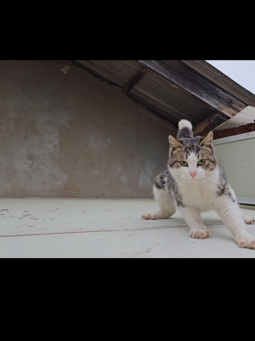 미끄러지는 고양이 동구 Korean Cat Dong-Goo