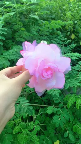 Kẹp hoa hồng xinh có nhiều màu lựa chọn nha mấy chị #mebull91# @Mẹ Bull #keptocnu#kephoahong#fyp#foryou 