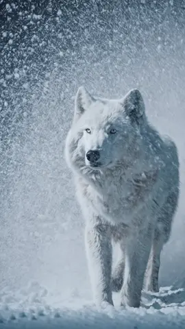 In the heart of the storm, the white wolf stands unbroken, eyes burning with determination. #wolf #snow #winter #nature #epic