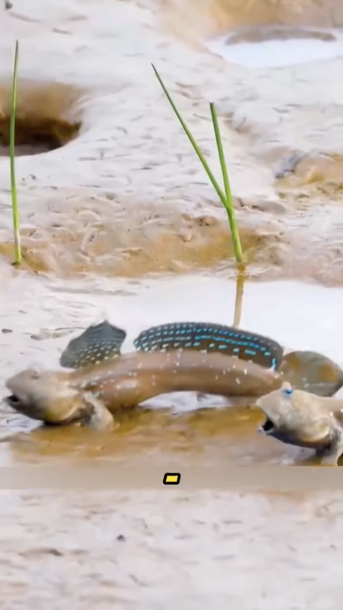 Would you eat a mudskipper? 😮🤷🏽‍♂️ #fyp #foryou #foodporn #fishing