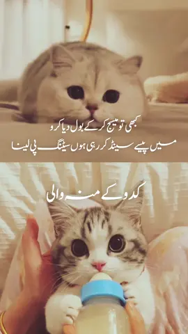🦉 foryoupageoffical #foryoupage  #foryoupageofficial #foryoU #viral #meme#memes #cats #funnyvideos #viralmemes #15august2025 