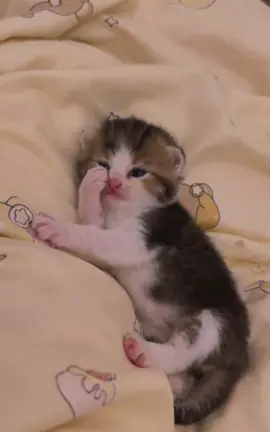 🥰#catbaby #cat #catlover #cute #kitten 