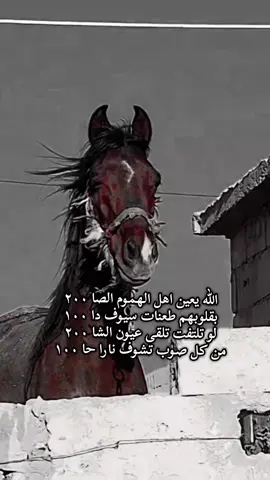 #خيل_وخياله #الخيل_العربي_الاصيل🐎 