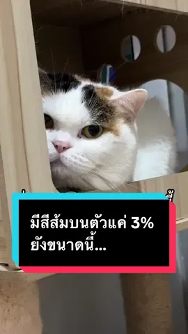 มีแค่นี้ยังดุขนาดนี้เลย 😰 #มูมินแมวเหนียง #มู้ดดี้แมวแสบ #แมวน่ารัก #สวนสัตว์tiktok #cat 