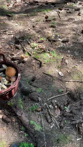 🍄‍🟫🌲