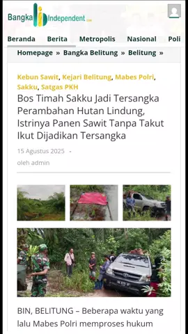 #sakku #satgaspkh #kebunsawit #kejaribelitung #beritavirall  BIN, BELITUNG - Beberapa waktu yang lalu Mabes Polri memproses hukum Sakku atas perambahan dan kepemilikan kebun sawit dalam kawasan hutan lindung Sungai Samak Kabupaten Belitung. Status tersangka Sakku sudah tahap 2 pelimpahan dan  ditahanan di Lapas di Cerucuk Belitung menunggu persidangan. Diketahui, Sakku adalah bos timah ilegal ternama di Tanjung lantaran banyak punya meja goyang di daerah Pilang dan membeli timah ilegal dari masyarakat.  Sedang ramainya pemberitaan tentang penertiban Kawasan hutan oleh Satgas Penertiban Kawasan Hutan (PKH) di Belitung. Kini beredar informasi tentang adanya pemanenan sawit dalam kawasan HL di desa Tiris di lokasi kasus Sakku.  Wartawan media bangkaIndependen.com mencoba menelusuri ke lokasi di maksud dan menemukan mobil Hilux Pick up BN 8076 RP warna silver, penuh dengan buah sawit TBS, bersama 4 orang yang mengaku di suruh panen oleh Nyonya atau Istri Sakku di kebun sawit milik suaminya.  Dikonfirmasi, istri Sakku ditemui di  toko bangunan di Pilang mengakui dirinya yang memanen sawit. 