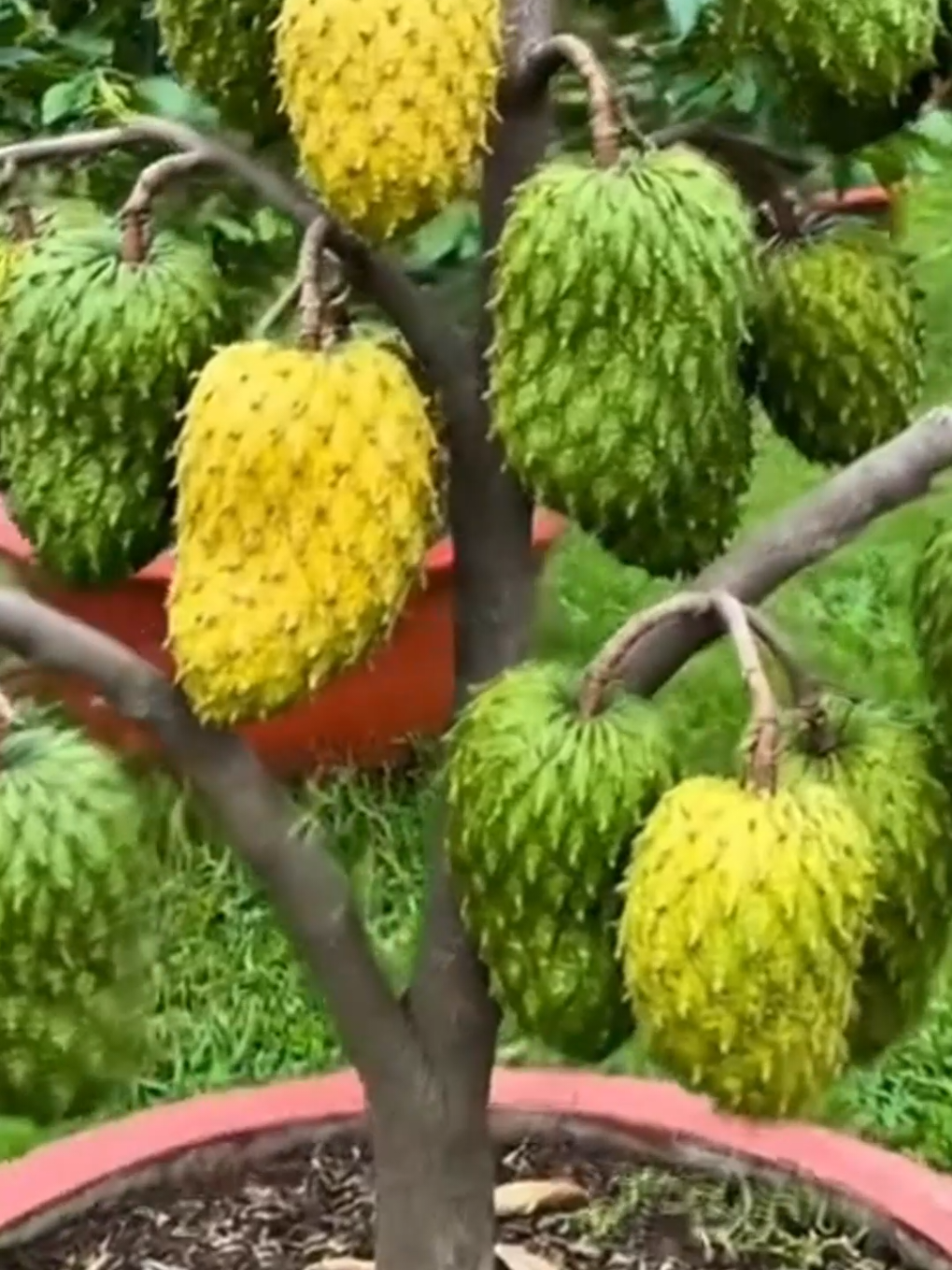 Great Technique For Grafting Soursop #garden #grafting #growing #grow #plant 