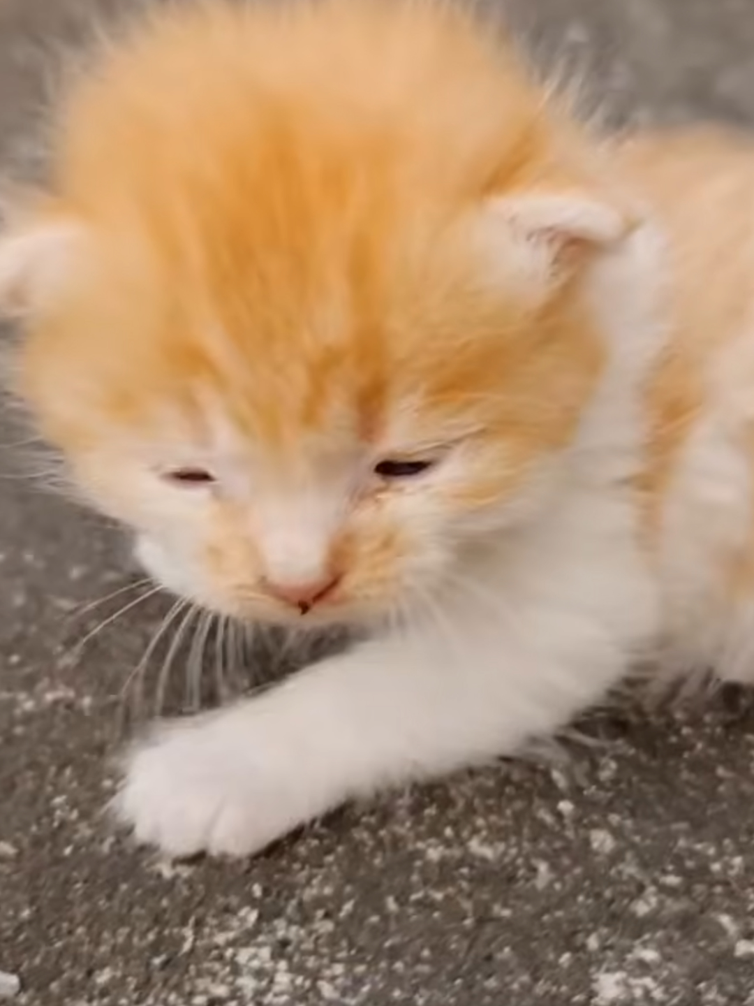 This kind man adopted these adorable homeless kittens.#animals #inamilsrecue
