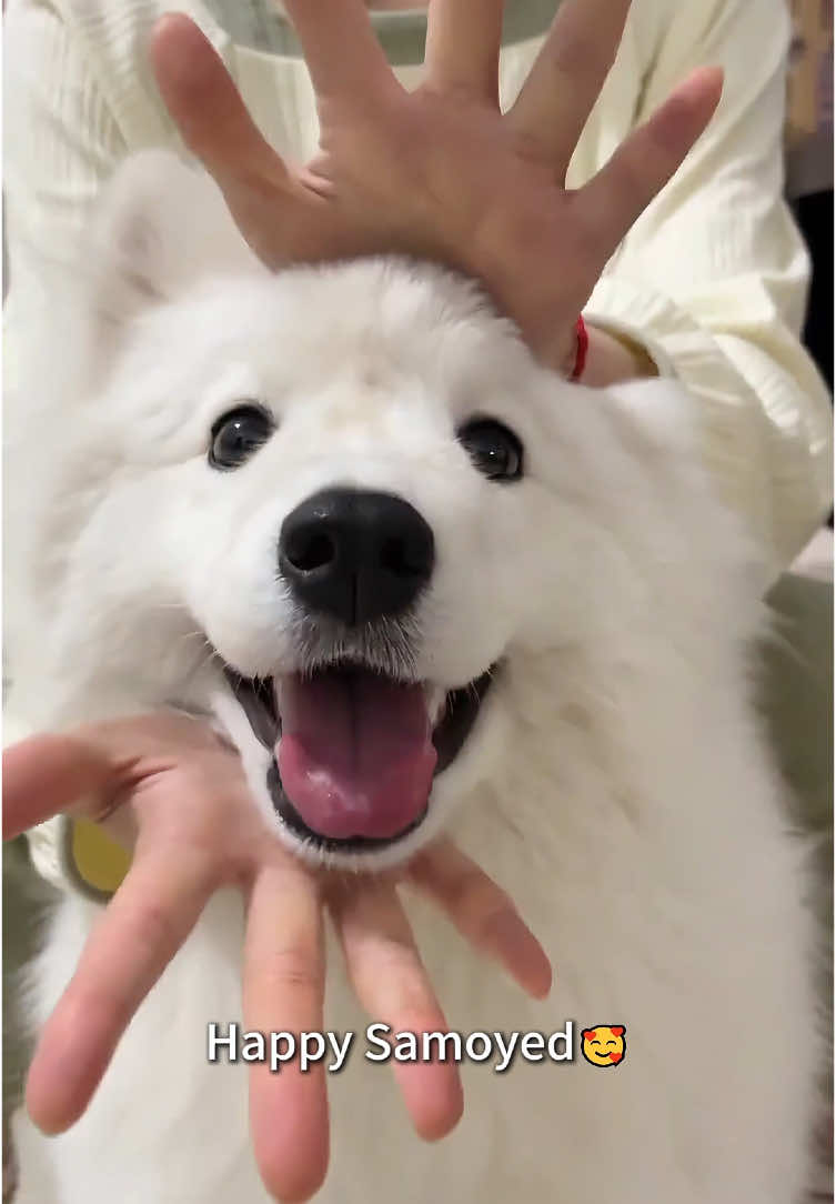 Samoyeds are smiling angels. Do you agree?#dog#funnyvideos #samoyed#happydog#pet 