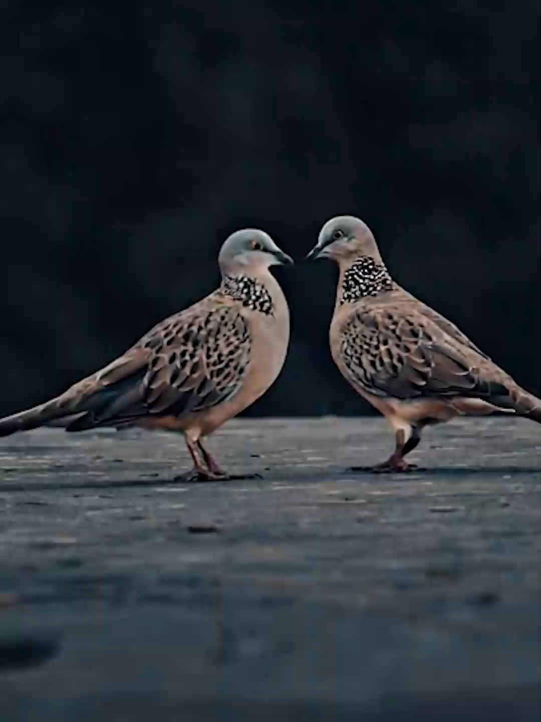 Deep in the jungle, nature whispers and the birds sing. 🌿🕊️✨ #AmazingBird #JungleVibes #BirdTok #NatureASMR #WildlifeTok #ForestMagic #BirdLovers #NatureSounds #CinematicNature #BirdWatching