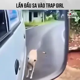 Mới ra đời gặp ngay trap gơ 😫😫