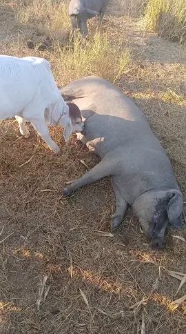 vida na roça 