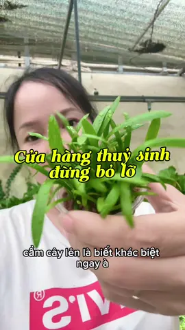 Cỏ thìa thuỷ sinh#thuymocaquarium 