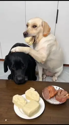 #funnydog #funnyvideos