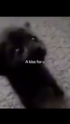 A kiss to who💕?#catsoftiktok #fypシ゚viral #fyp #kissforyou #KITTYS 