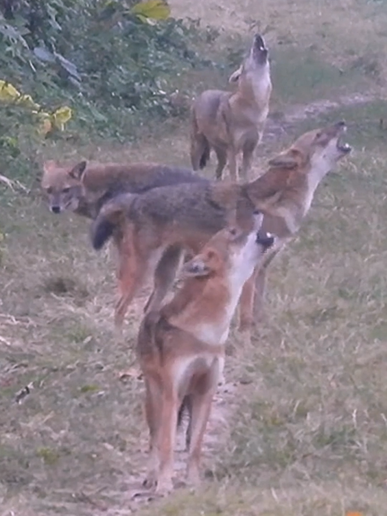 Jackal family group #Jackal #animals #wildlife #wildanimals #animalsoftiktok 