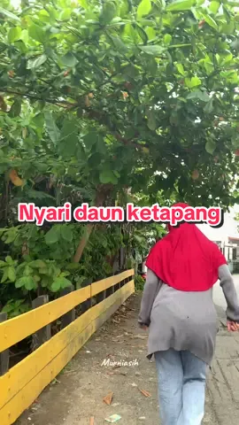 Baru ngeh ada pohon ketapang, lumayan lah daun keringnya buat cupang. Tapi boleh ga si ngambil daun yang jatuh di jalan unum?? #cupang #cupanghias #cupanghiasindonesia #cupangkontes #ketapang 
