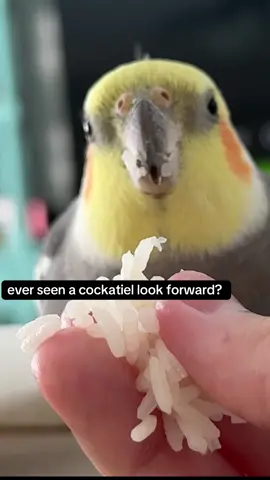 it’s so funny seeing their eyes! #bird #cockatiel #ilovebirds #birb #cockatielsoftiktok 