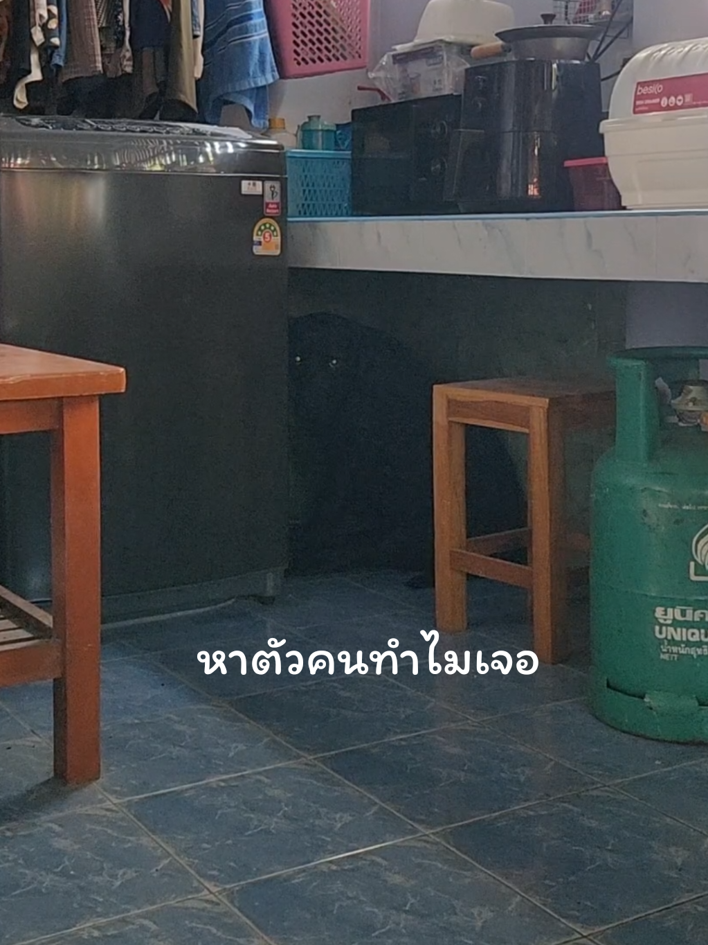 ช่วยด้วยค่ะ! หาตัวคนทำไม่เจอ... เห็นแว๊บๆ ว่าหนีเข้าครัวมาแล้วก็หายไปเลย 🤔 #ขจี #ลาบราดอร์ #ขจีเป็นหมาตัวเล็กๆสีสดใส #labrador #ลาบราดอร์หมาตลก 