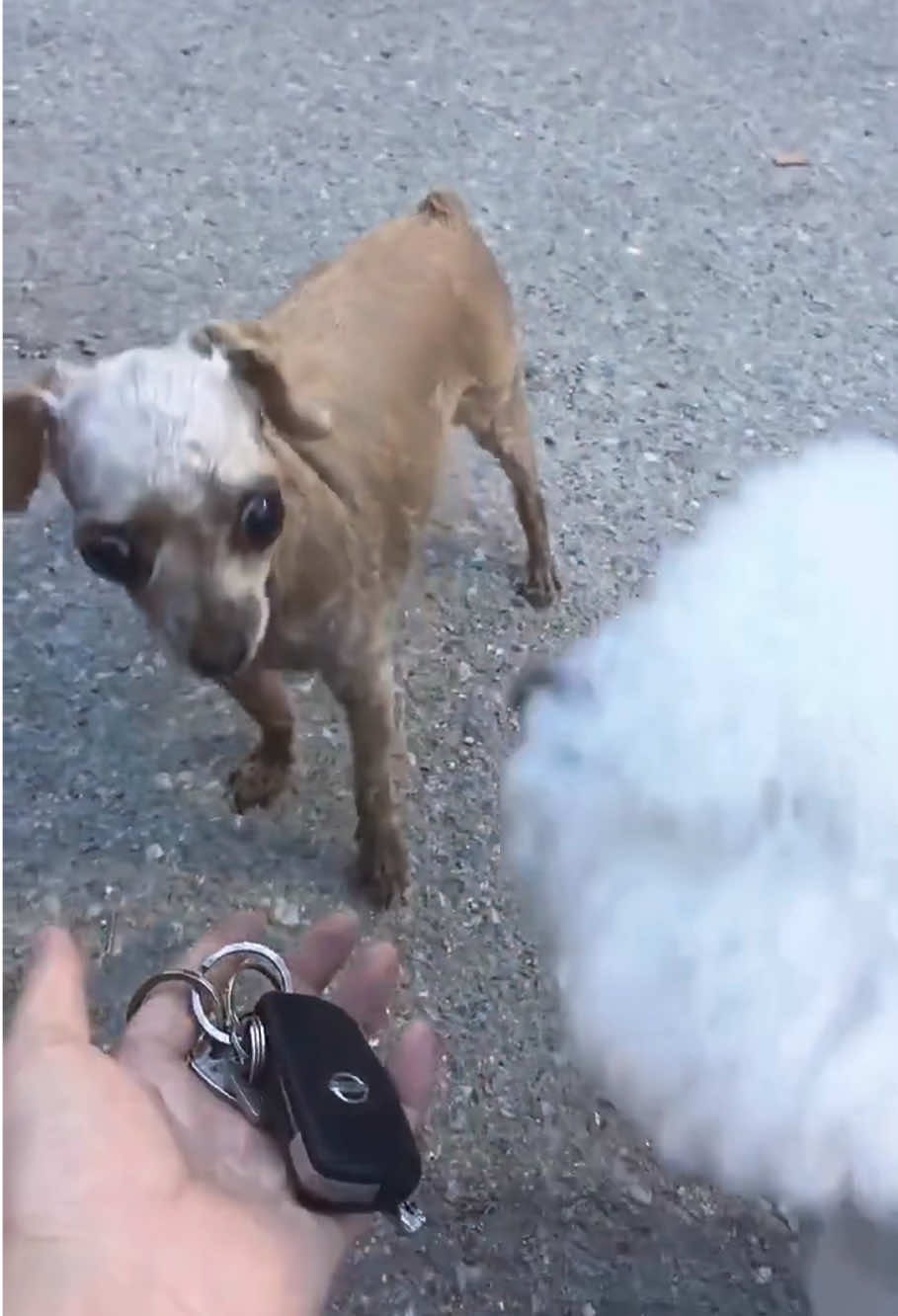Chihuahua Core🐶🤣🤣#dog#funny#funnyanimals#funnypets#animals #dogsofttiktok #pet #foryou #longervideos