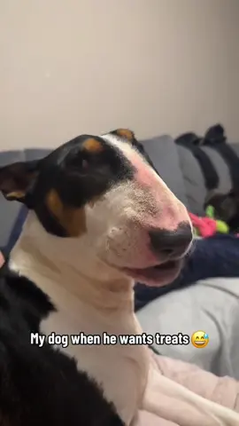 The dog made a strange sound.#dog#funny#funnyanimals#funnypets#animals #dogsofttiktok #pet #foryou #longervideos