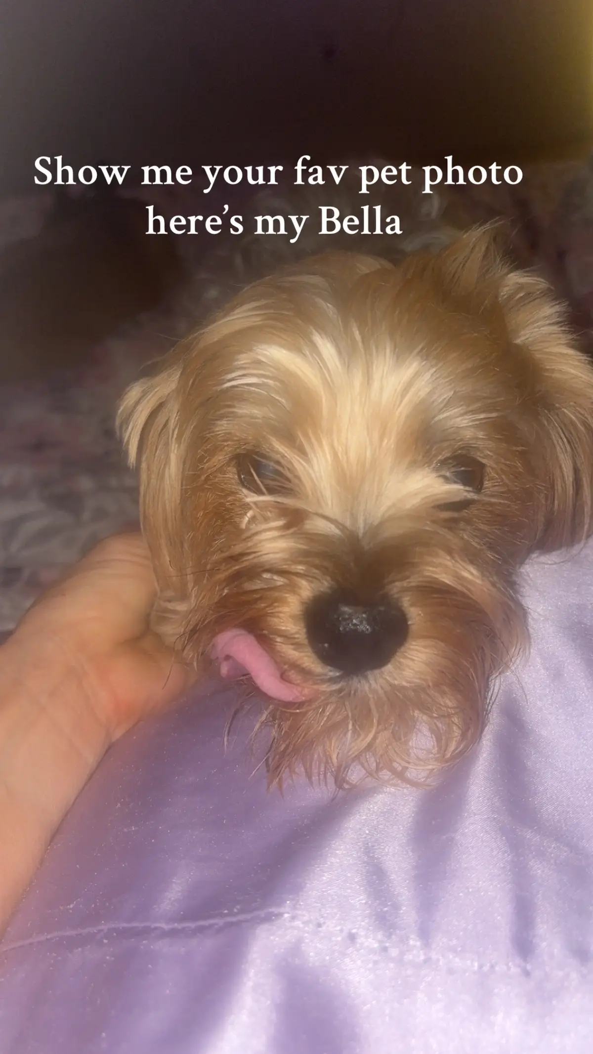 Tongue ready to go 