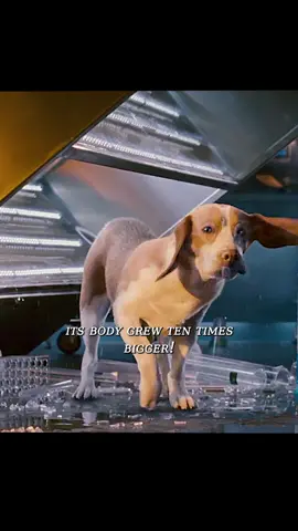 If dogs have high intelligence 